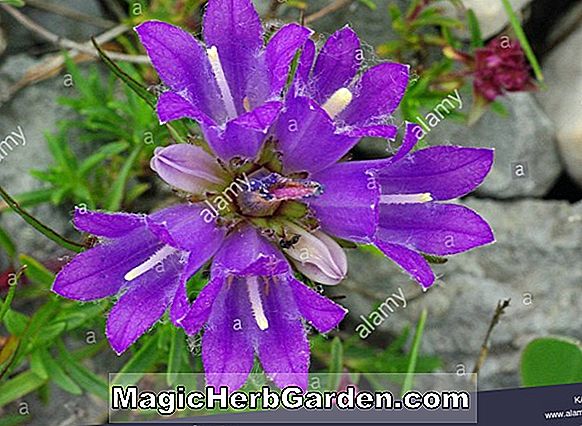 Scabiosa graminifolia (Pinkushion Grass-leaved Scabious)