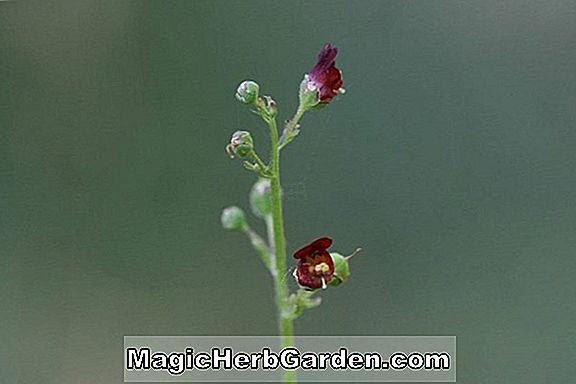 Pflanzen: Scrophularia auriculata (Wasser-Braunwurz)