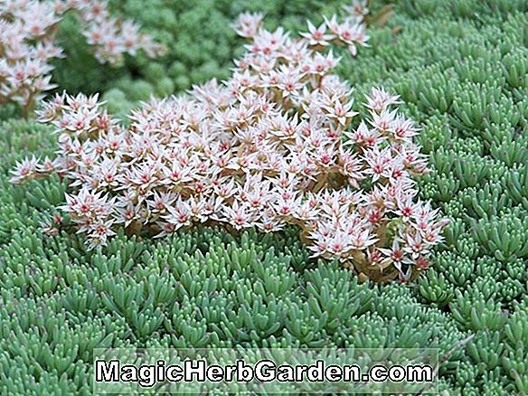 Sedum ellacombianum (Fetthenne) - #2