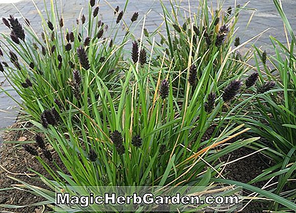 Sesleria heufleriana (Balkan Moor Grass)