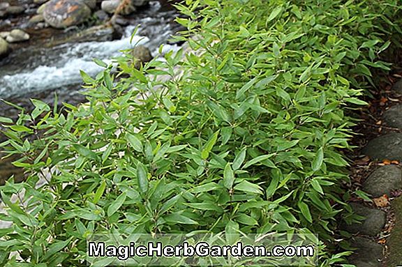 Shibataea lancifolia (NULL)