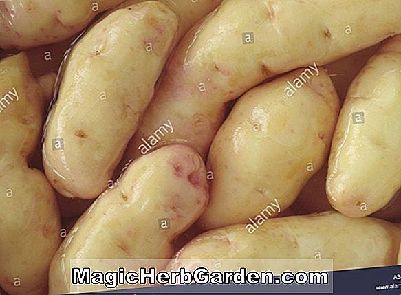 Solanum tuberosum (Bintje Kartoffel)