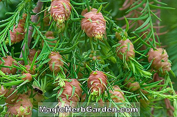 Taxodium distichum (Pendens kahle Zypresse) - #2