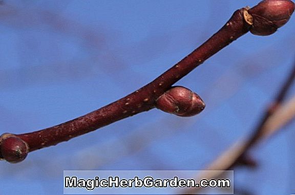 Pflanzen: Tilia cordata (Prestige-Linde) - #2