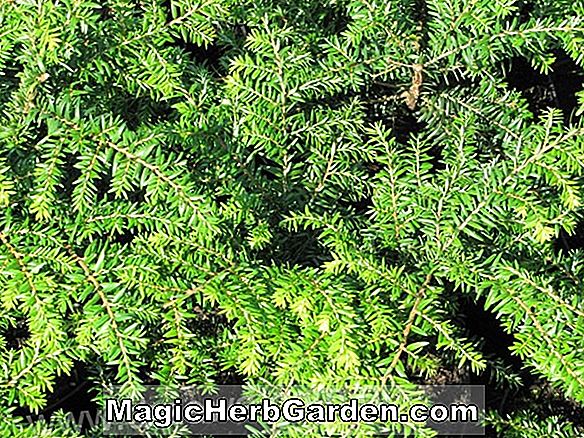 Pflanzen: Tsuga canadensis (Gracilis Nana Kanadischer Hemlock)