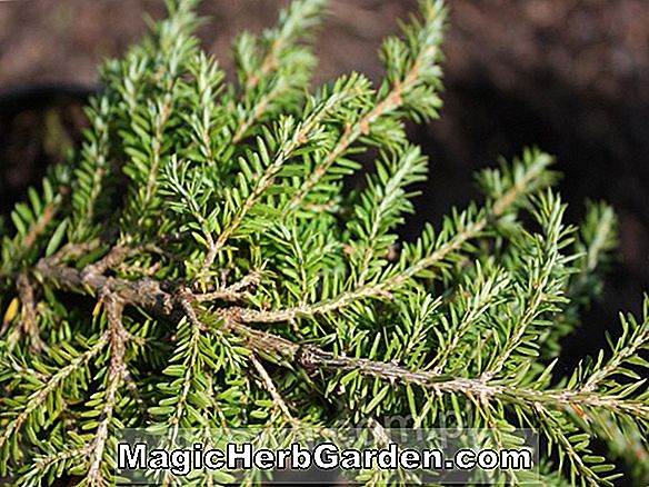 Pflanzen: Tsuga canadensis (Kathryn Verkade Kanadische Hemlock)
