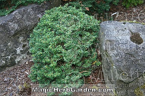 Plantes: Tsuga canadensis (pruche canadienne minima) - #2