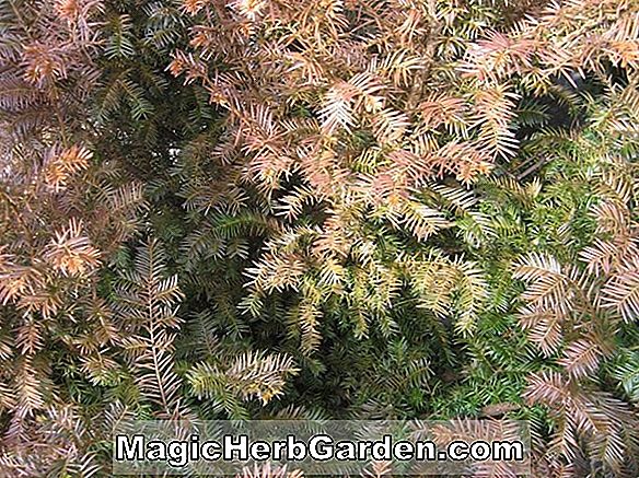 Pflanzen: Tsuga canadensis (Neuer Gold Kanadischer Hemlock) - #2