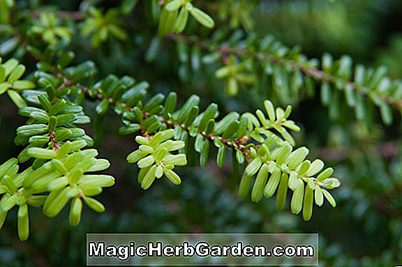 Tsuga diversifolia (Nordjapanischer Hemlock) - #2
