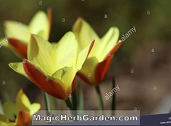 Pflanzen: Tulipa (Rote Meister Tulpe)