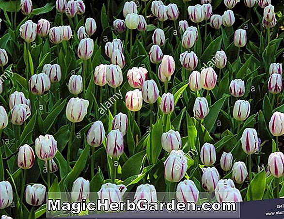 Pflanzen: Tulipa (Erfolg Tulpe)