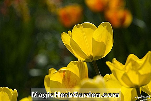 Tulipa (Gelbe Geschenk Tulpe)