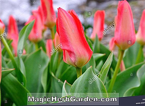 Tulipa (Schöne Karneval Tulpe)