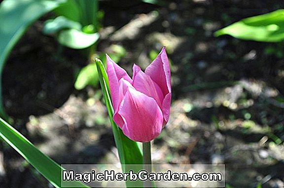 Tulipa (Herzog von Wellington Tulip)