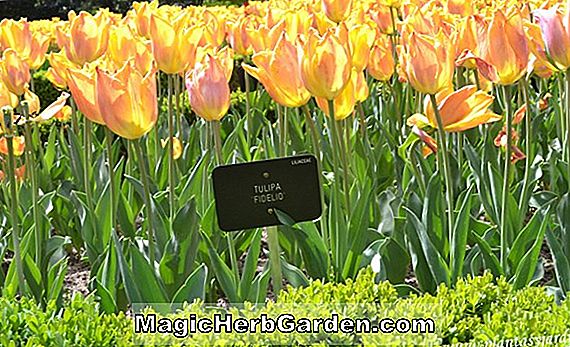 Pflanzen: Tulipa (Electra Tulpe)