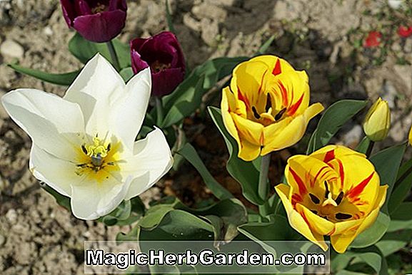 Tulipa (Feu Superbe Tulpe)