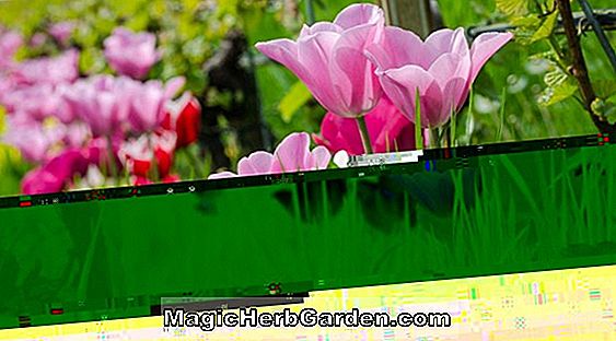 Tulipa (gefranste lila Tulpe)
