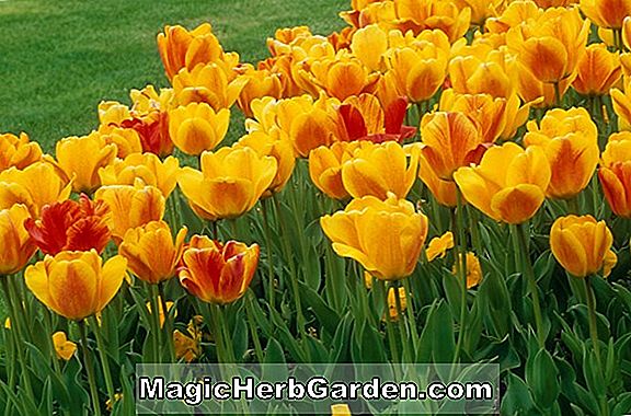 Tulipa (Gudoshnik Tulpe)