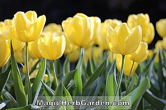 Tulipa (Meissner Porzellan Tulip)