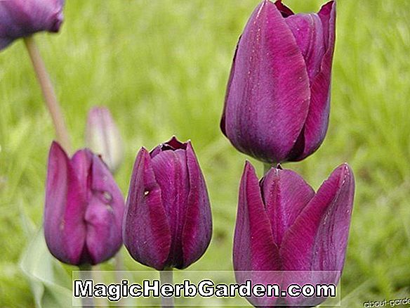 Pflanzen: Tulipa (Atlantis Tulpe) - #2