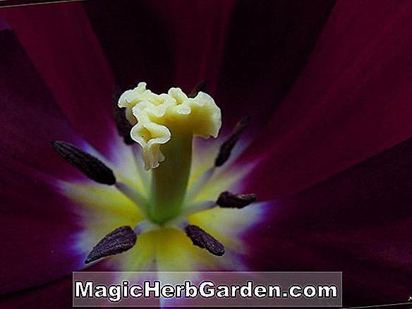 Növények: Tulipa (Mon Tresor tulipán)
