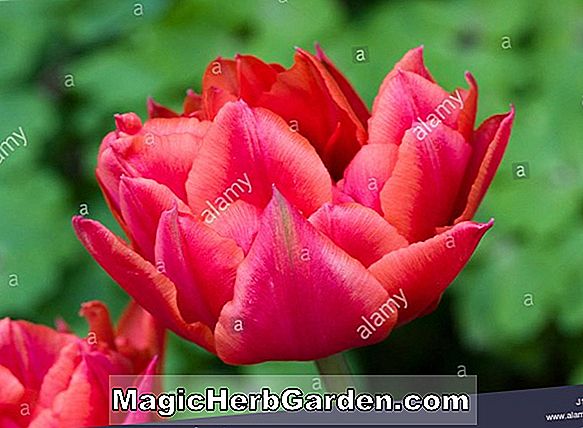 Pflanzen: Tulipa (Präsident Kennedy Tulip)