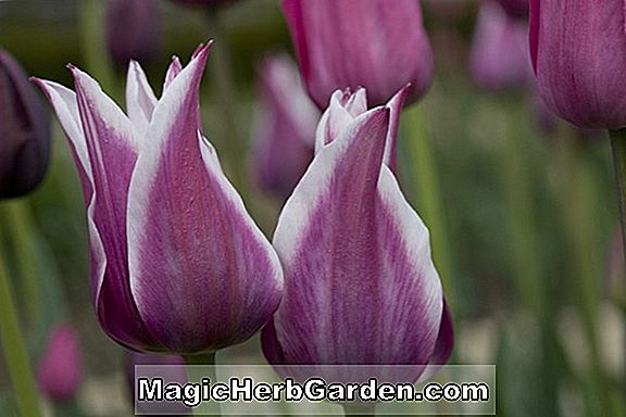 Tulipa (Abu Hassan Tulpe)