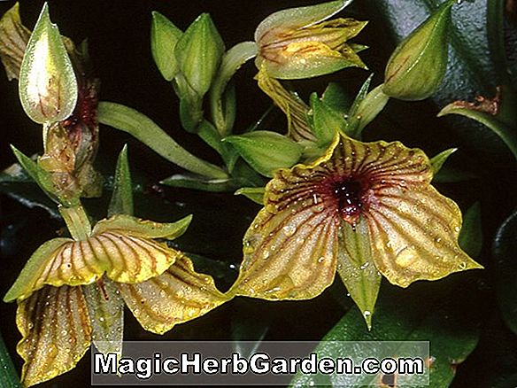 Urceolina pendula (Urceolina Amaryllis)