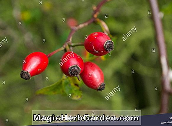 Viburnum opulus (Aureum europäischer Cranberry Bush)