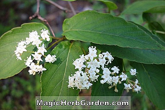 Viburnum setigerum (Tee Viburnum)