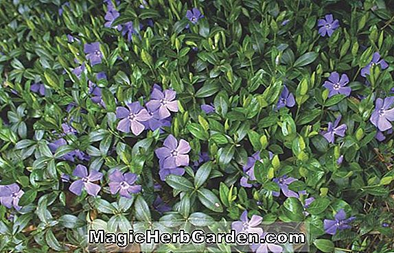 Pflanzen: Vinca minor (Onland Blau Gemeine Immergrün)