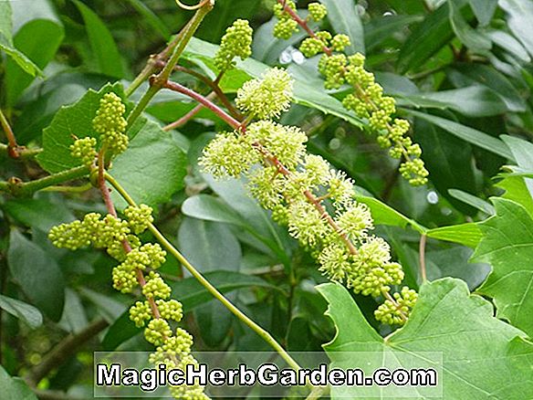 Pflanzen: Vitis rotundifolia (Scuppernong-Traube)