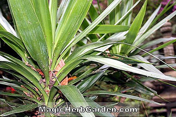 Pflanzen: Yucca gloriosa (Hügel-Lilie Yucca)