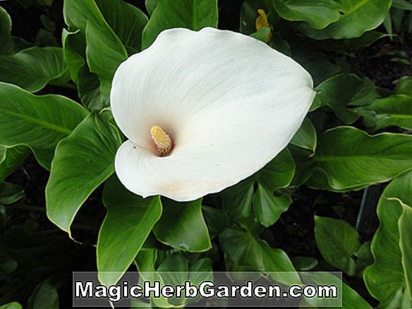 Zantedeschia (Calla-Lilienhybriden)