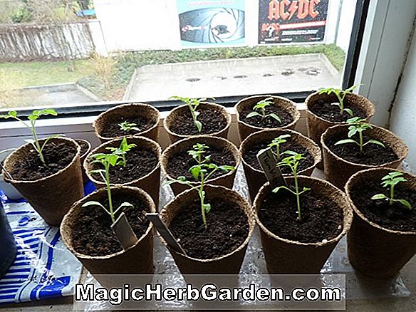 Tipps: Wie man Tomatenpflanze vom Samen anbaut