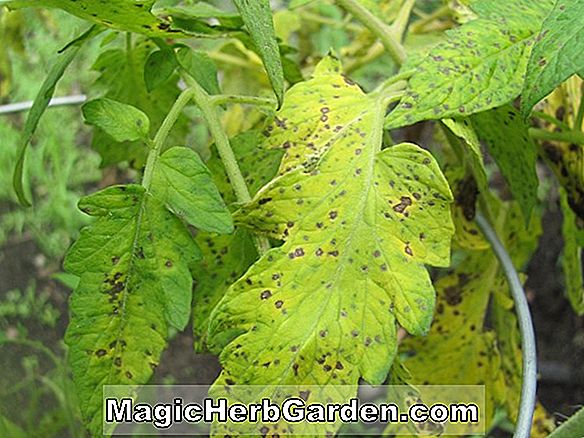Tipps: Septoria Leaf Spot (Tomaten)