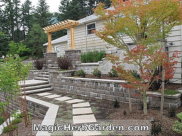 Woodland Border Garden Designs pour le jardin de la maison, les aménagements paysagers