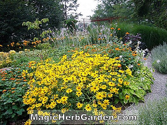 Heliopsis - Tournesol Orange, Guide des Plantes Vivaces