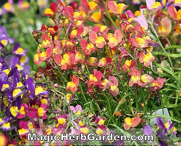 LINARIA Toadflax, éves virág információ