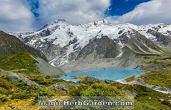 Nouvelle-Zélande Alpine Garden Society (Inc.)