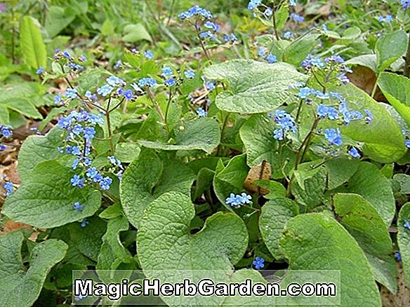 PERENNIALS ENDURANT SEMI-SHADE