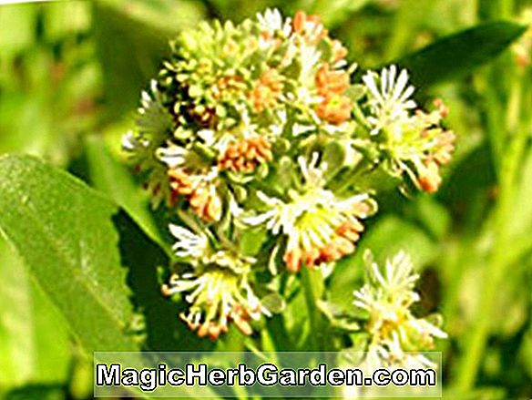 RESEDA Mignonette, Information annuelle sur les fleurs