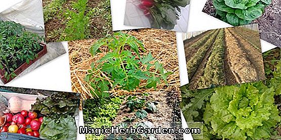 Jardinage: Conseils et plantes pour le jardinage biologique - Comment