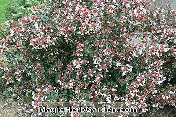 Abelia grandiflora (Abelia rose brillant nain)