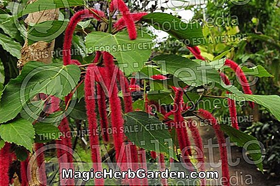 Plantes: Acalypha pendula (plante à chenille)