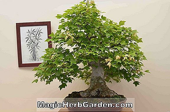 Acer buergerianum (Goshiki Kaede Maple)