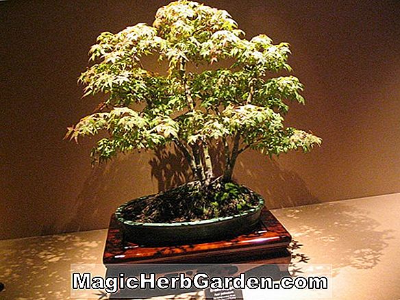 Plantes: Acer buergerianum (érable Kyuden)