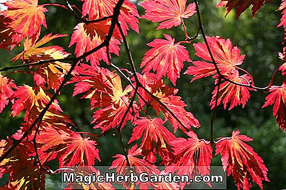 Acer japonicum (érable Takinogawa)