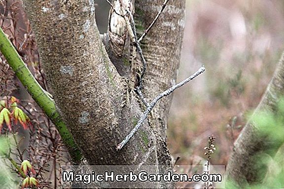 Acer micranthum (érable)