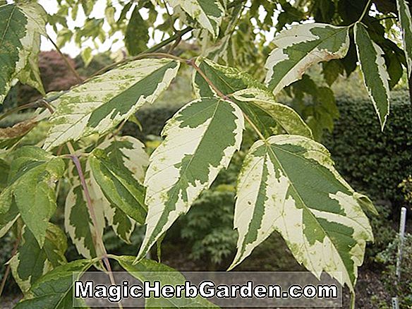 Acer negundo (Érable à feuilles de cendre d'Auratum)